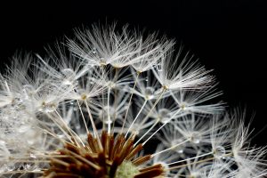 flower, dandelion, wildflower-6879399.jpg